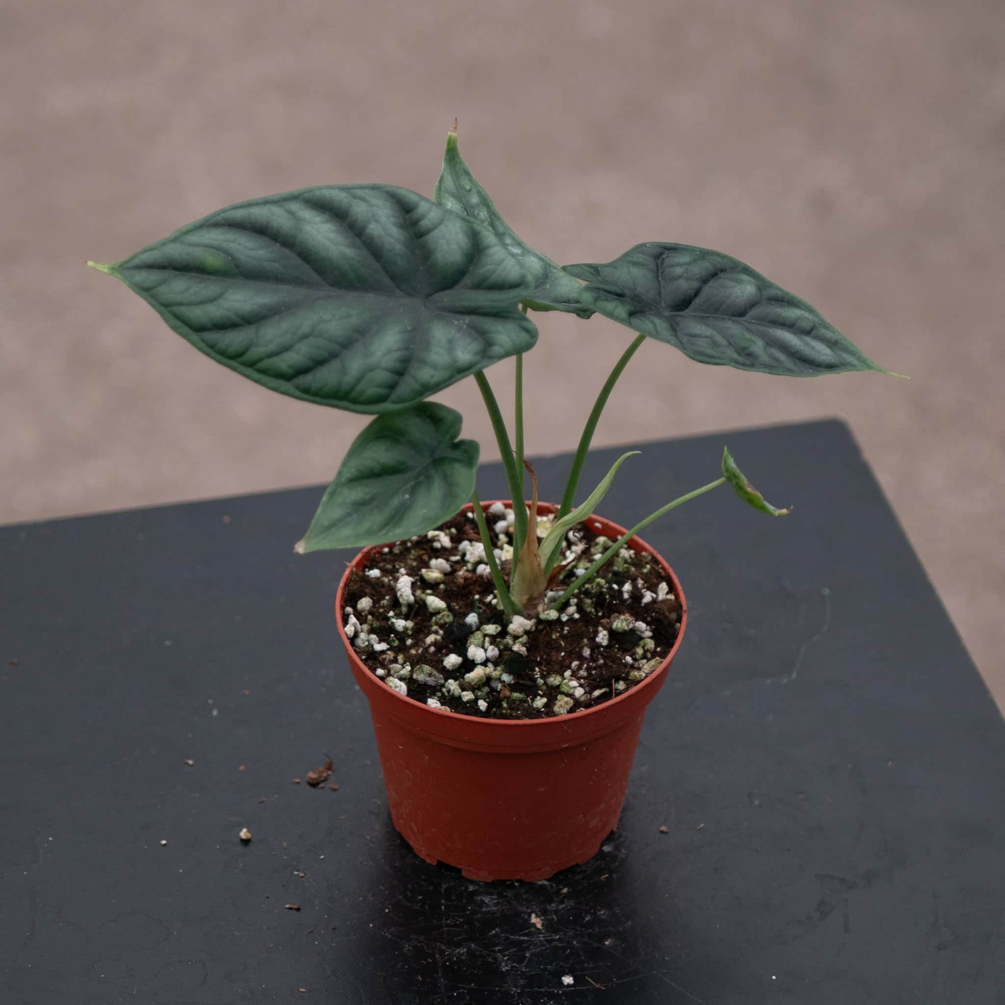 dieffenbachia dragon scale Alocasia 'Dragon Scale' 4"
