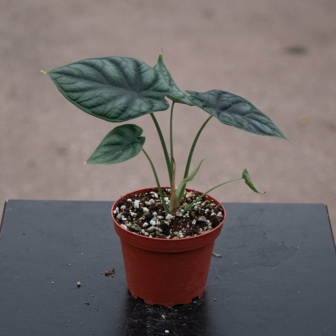 indoor plant stakes bunnings Alocasia 'Dragon Scale' 4"