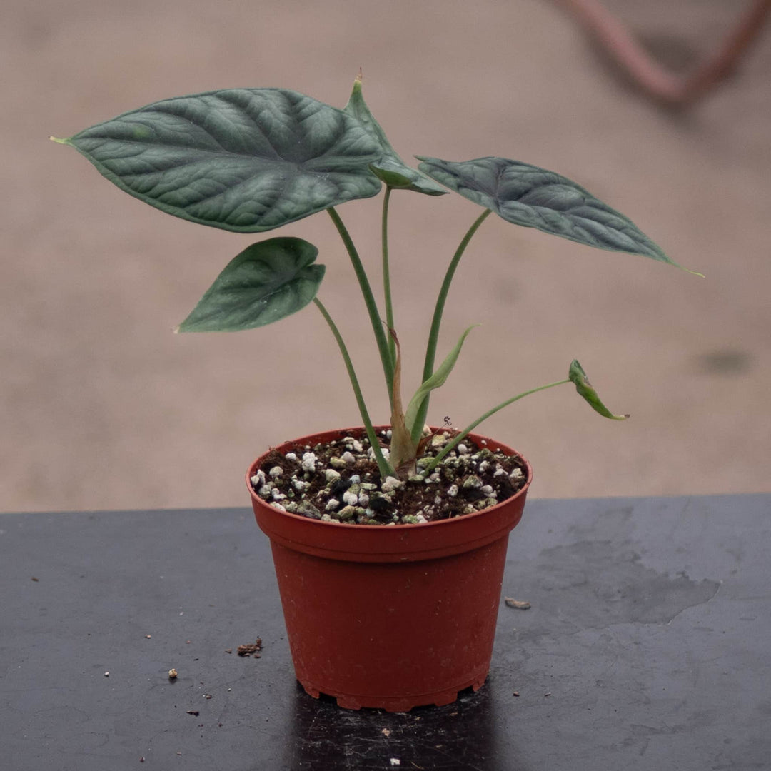 Gabriella Plants Alocasia 4" Alocasia baginda 'Dragon Scale'