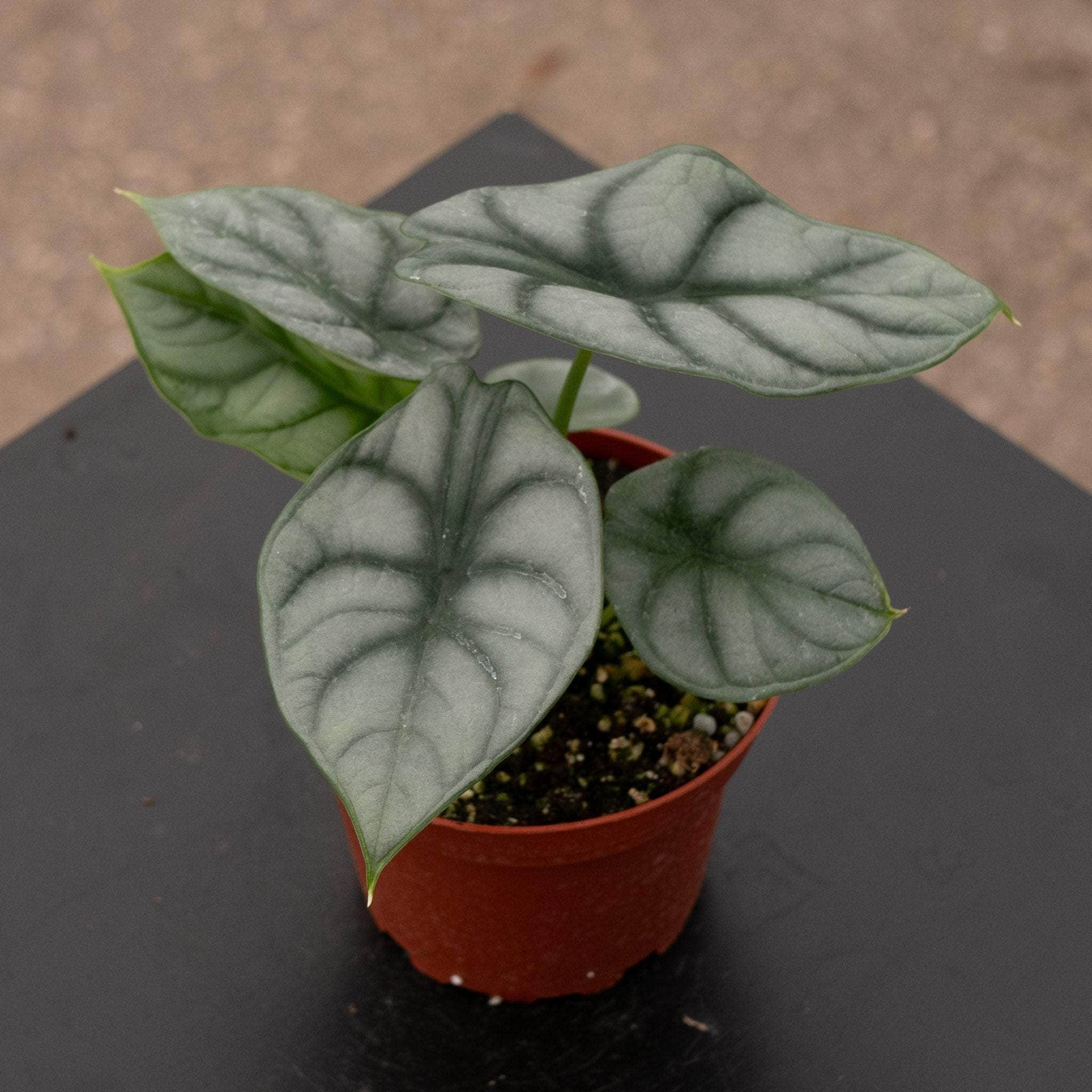 Alocasia baginda 'Silver Dragon' - Gabriella Plants