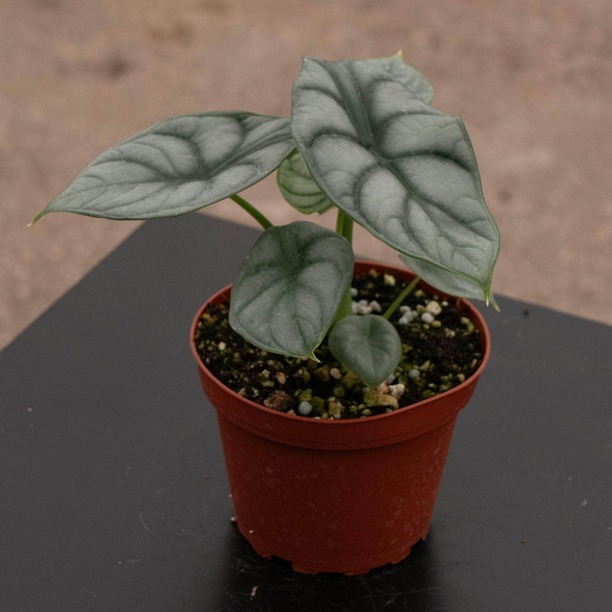 Alocasia baginda 'Silver Dragon' - Gabriella Plants