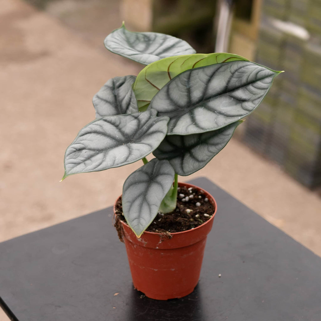 Gabriella Plants Alocasia 4" Alocasia baginda 'Silver Dragon'