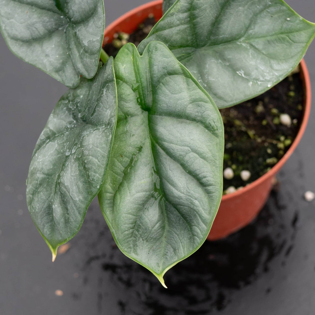 Gabriella Plants Alocasia 4" Alocasia baginda 'Silver Dragon'