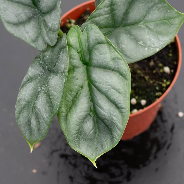 Gabriella Plants Alocasia 4" Alocasia baginda 'Silver Dragon'