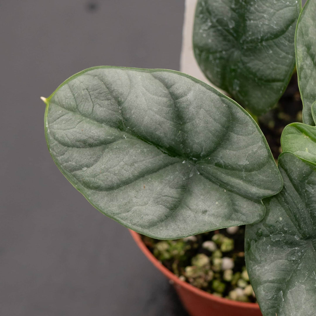 Gabriella Plants Alocasia 4" Alocasia baginda 'Silver Dragon'