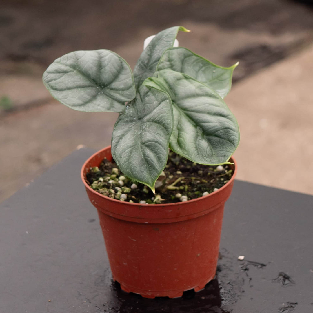 silver dragon house plant Alocasia baginda 'Silver Dragon'