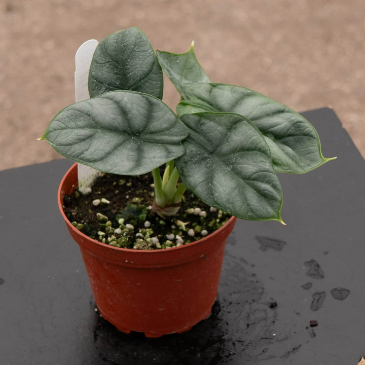 Gabriella Plants Alocasia 4" Alocasia baginda 'Silver Dragon'