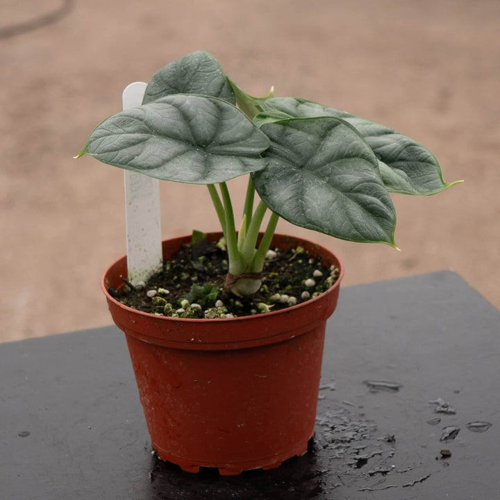 Gabriella Plants Alocasia 4" Alocasia baginda 'Silver Dragon'