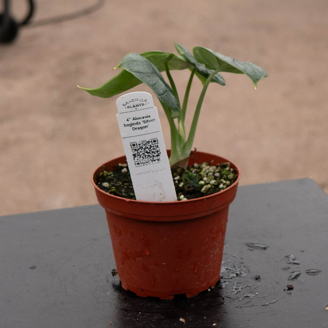 silver dragon house plant Alocasia baginda 'Silver Dragon'