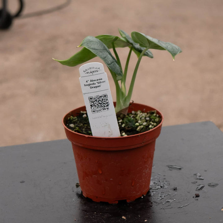 Gabriella Plants Alocasia 4" Alocasia baginda 'Silver Dragon'