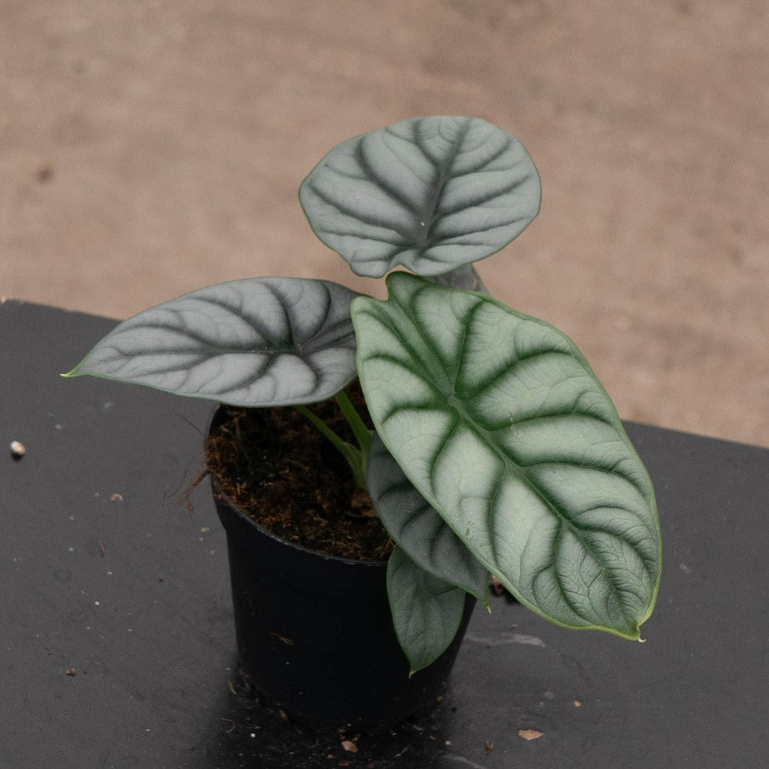 Gabriella Plants Alocasia 4" Alocasia baginda 'Silver Dragon'