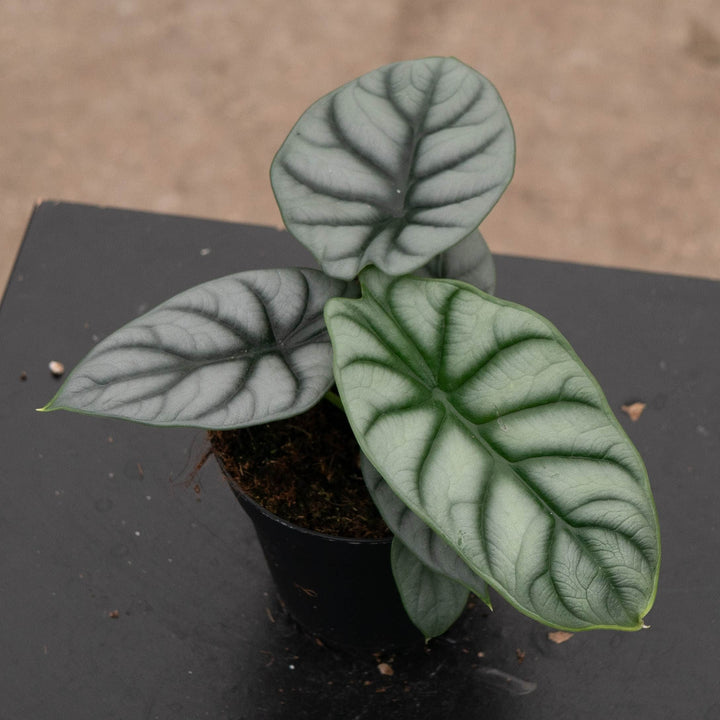 Gabriella Plants Alocasia 4" Alocasia baginda &