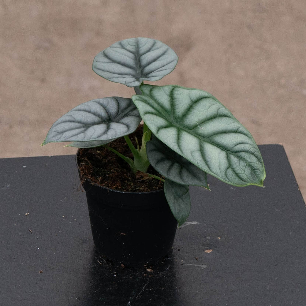 Gabriella Plants Alocasia 4" Alocasia baginda 'Silver Dragon'