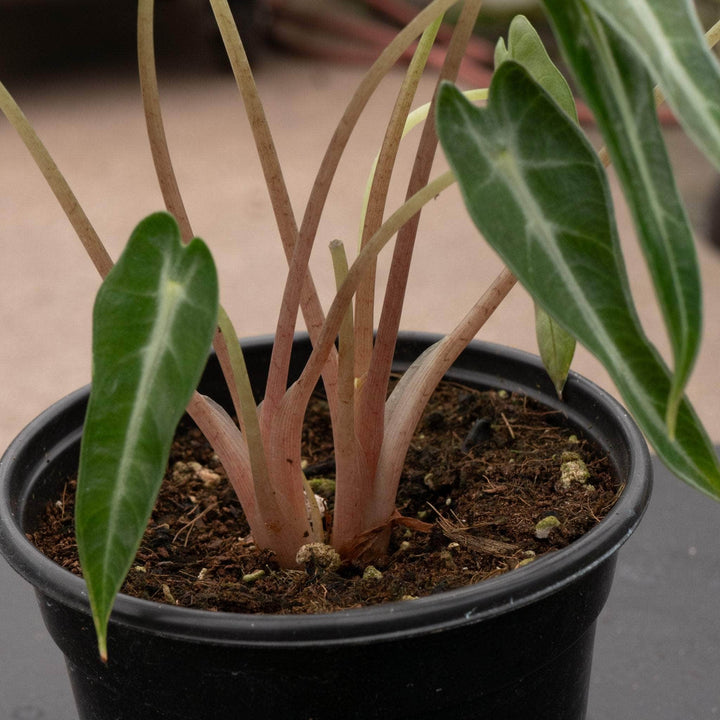 Gabriella Plants Alocasia 4" Alocasia 'Bambino'