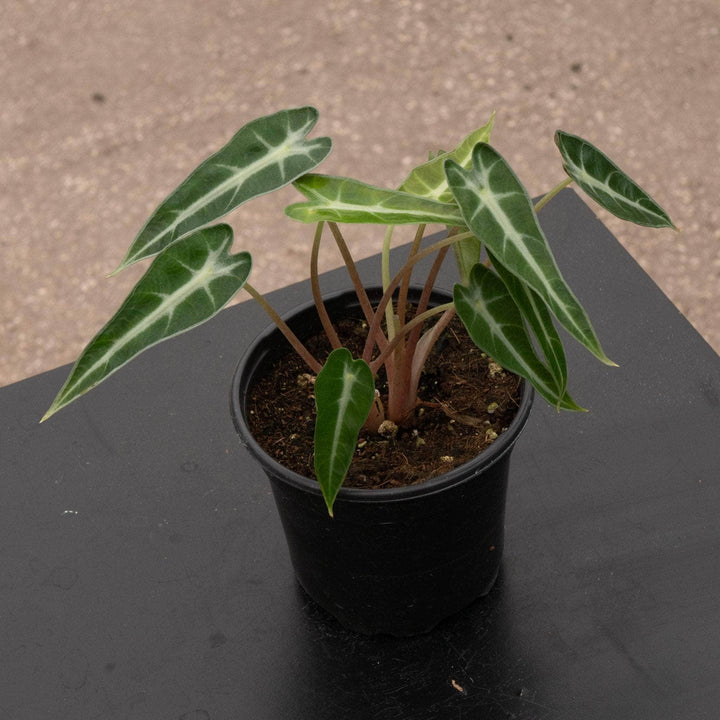 Gabriella Plants Alocasia 4" Alocasia 'Bambino'