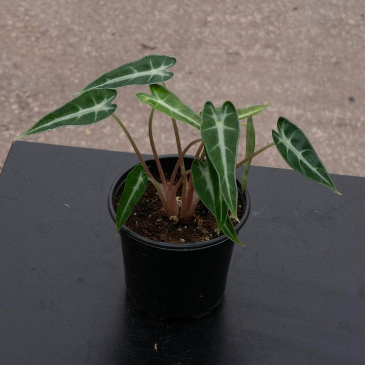 Gabriella Plants Alocasia 4" Alocasia 'Bambino'