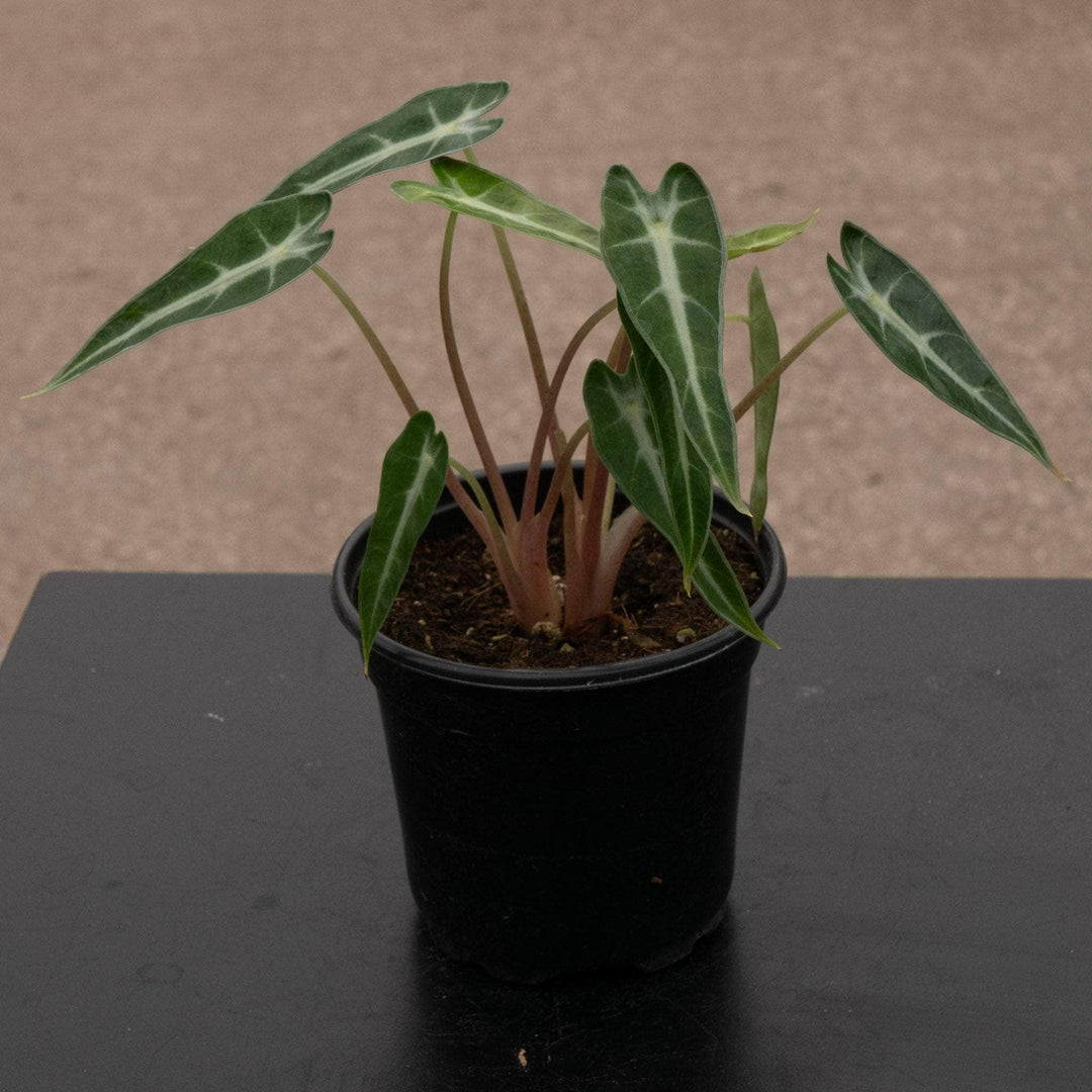 Gabriella Plants Alocasia 4" Alocasia 'Bambino'