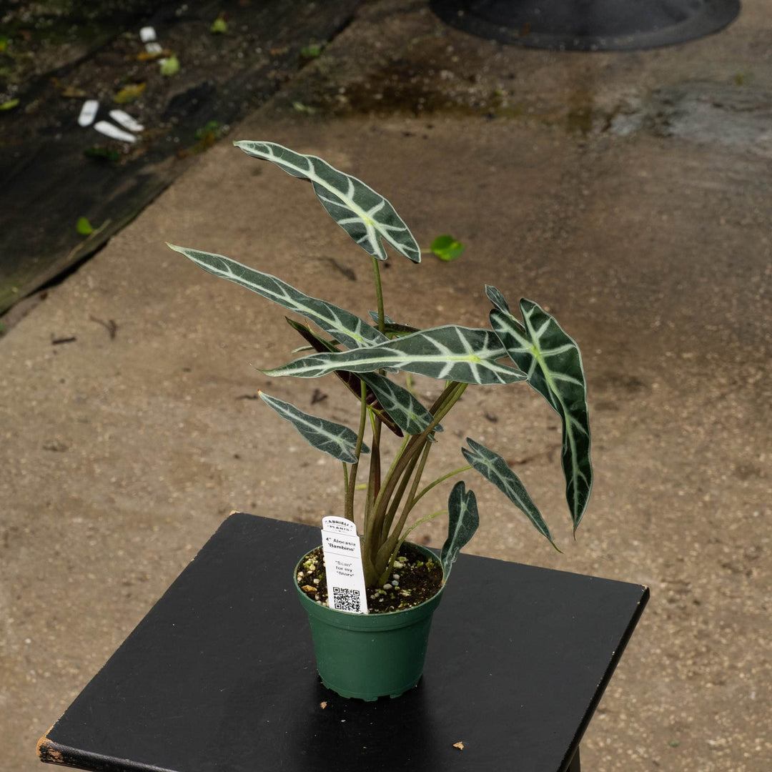 Gabriella Plants Alocasia 4" Alocasia &