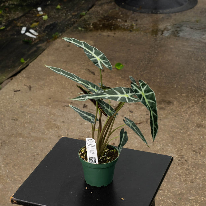 Gabriella Plants Alocasia 4" Alocasia &