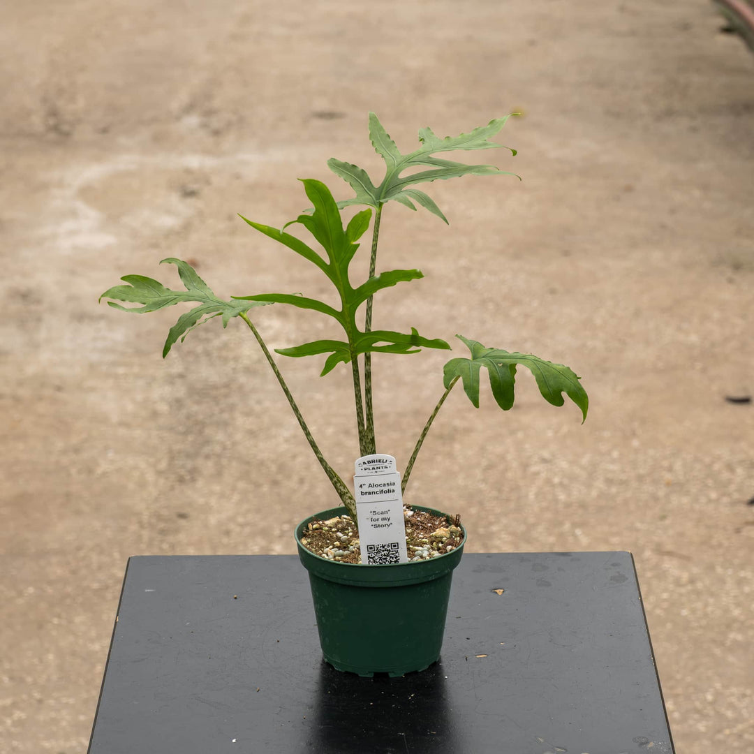Gabriella Plants Alocasia 4" Alocasia brancifolia