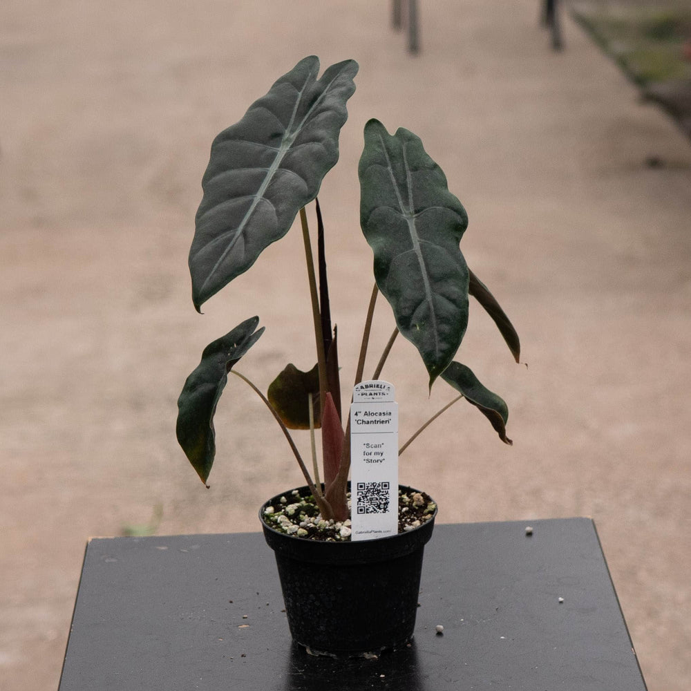 Gabriella Plants Alocasia Alocasia 'Chantrieri'