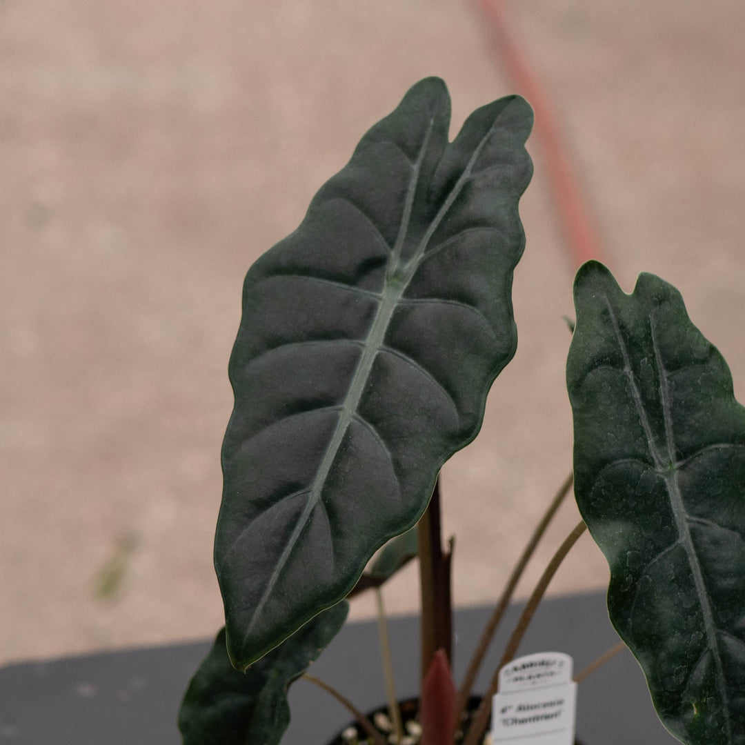 Gabriella Plants Alocasia Alocasia &