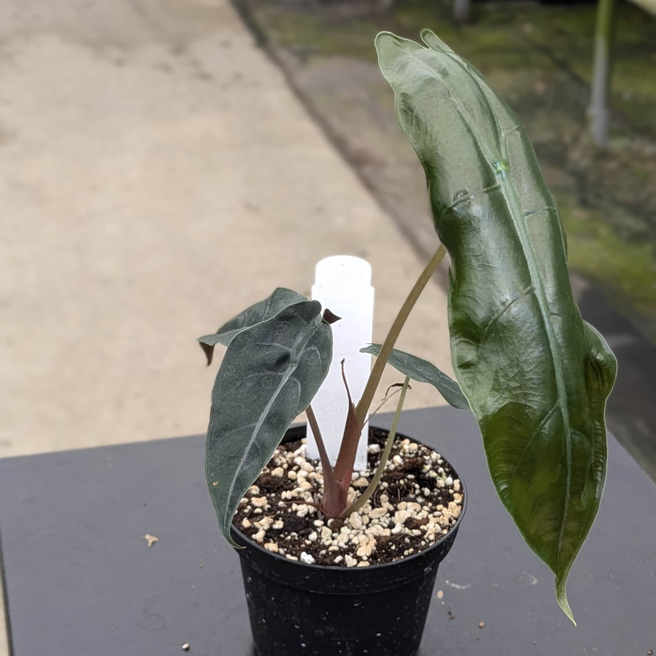 alocasia zebrina flower Alocasia 'Chantrieri'