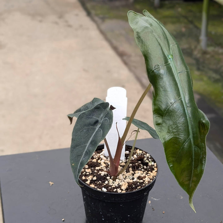 Gabriella Plants Alocasia 4" Alocasia 'Chantrieri'