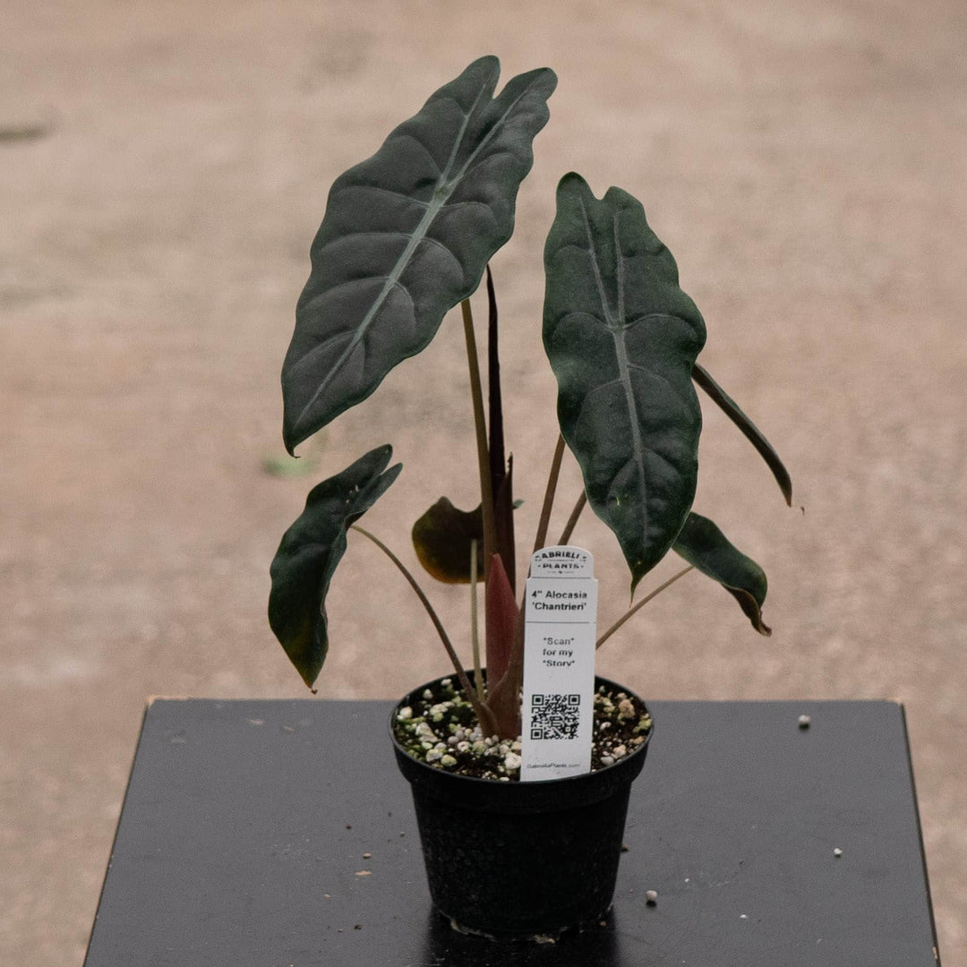 Gabriella Plants Alocasia 4" Alocasia 'Chantrieri'