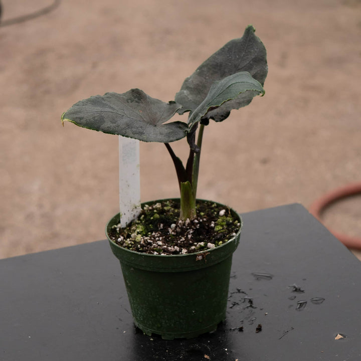 Gabriella Plants Alocasia 4" Alocasia chienlii 'Antoro Velvet'