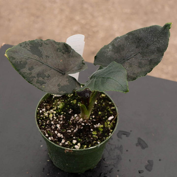 Gabriella Plants Alocasia 4" Alocasia chienlii 'Antoro Velvet'