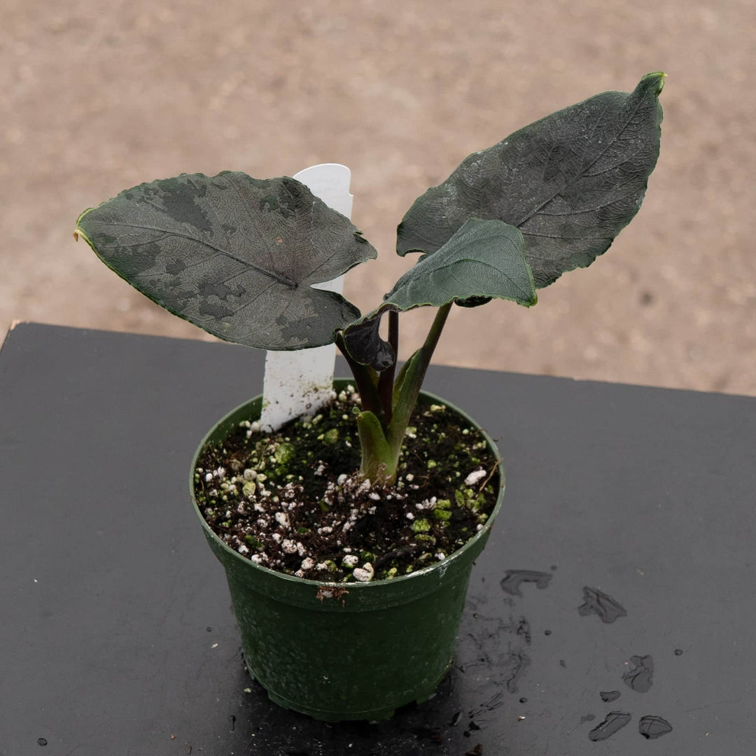 Gabriella Plants Alocasia 4" Alocasia chienlii 'Antoro Velvet'