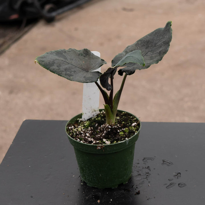 Gabriella Plants Alocasia 4" Alocasia chienlii 'Antoro Velvet'