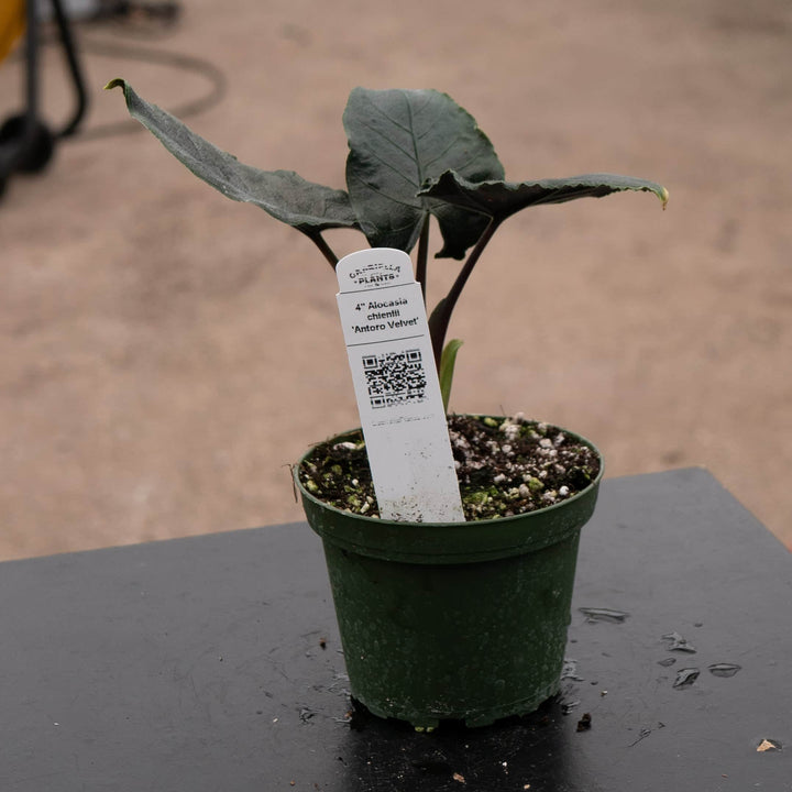 Gabriella Plants Alocasia 4" Alocasia chienlii 'Antoro Velvet'