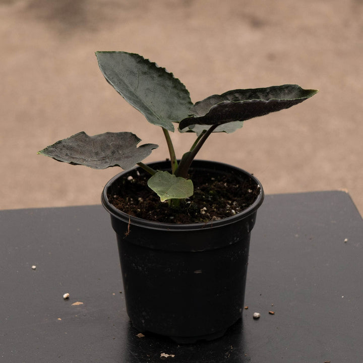 Gabriella Plants Alocasia 4" Alocasia chienlii &