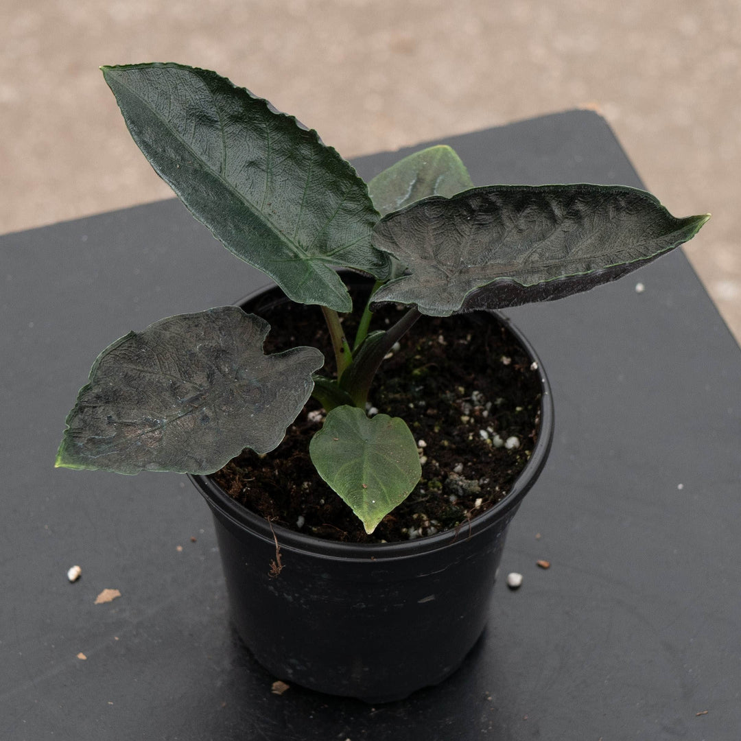 Gabriella Plants Alocasia 4" Alocasia chienlii &