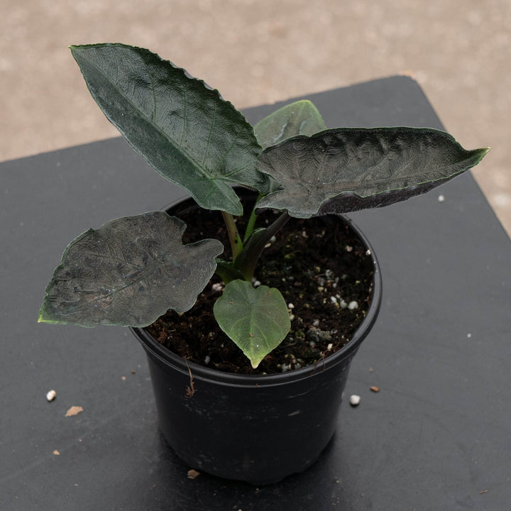 Gabriella Plants Alocasia 4" Alocasia chienlii &