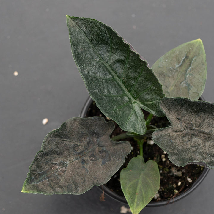 Gabriella Plants Alocasia 4" Alocasia chienlii &