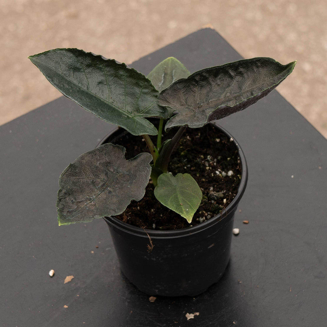 Gabriella Plants Alocasia 4" Alocasia chienlii &