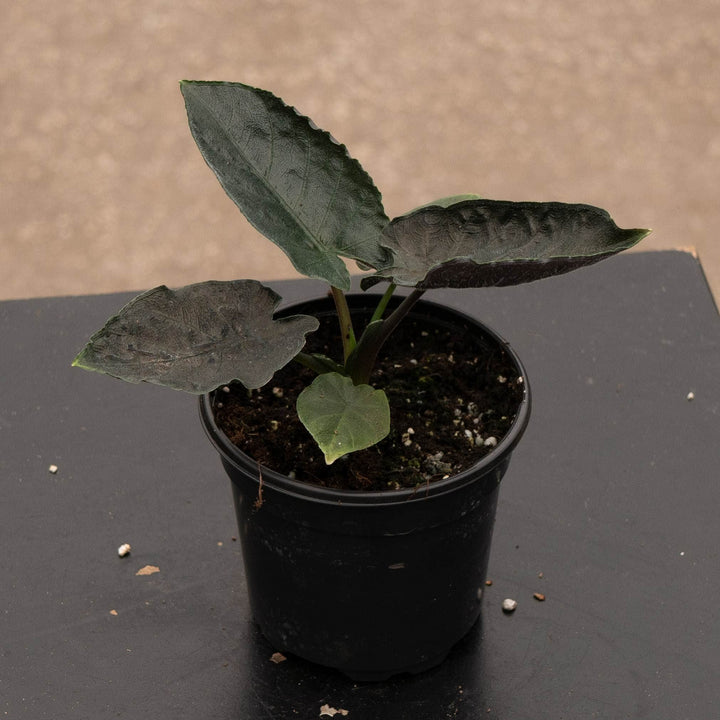 Gabriella Plants Alocasia 4" Alocasia chienlii &