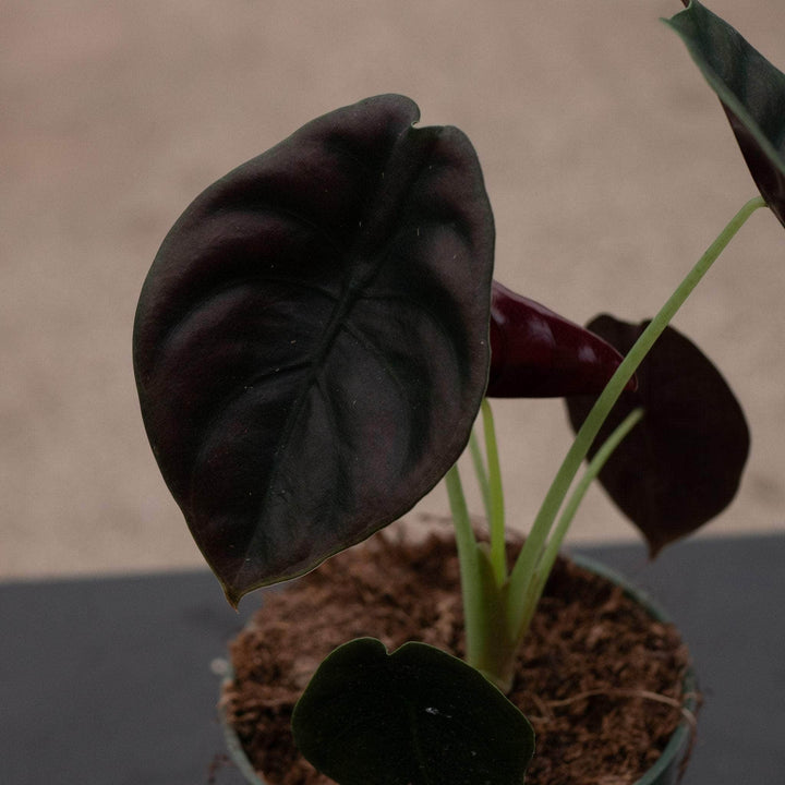 Gabriella Plants Alocasia 4" Alocasia cuprea 'Red Secret'