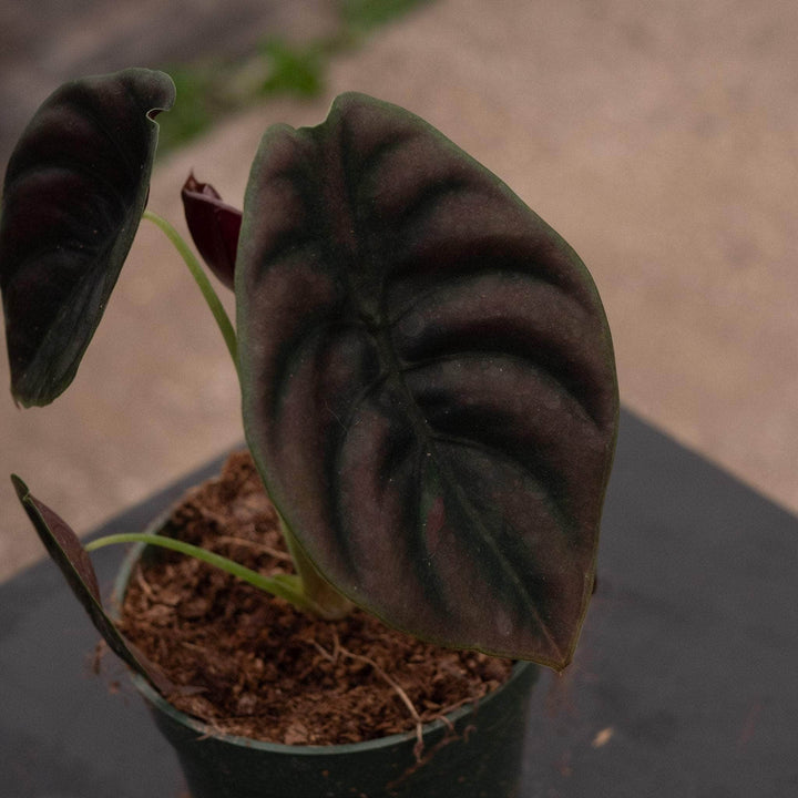 Gabriella Plants Alocasia 4" Alocasia cuprea 'Red Secret'