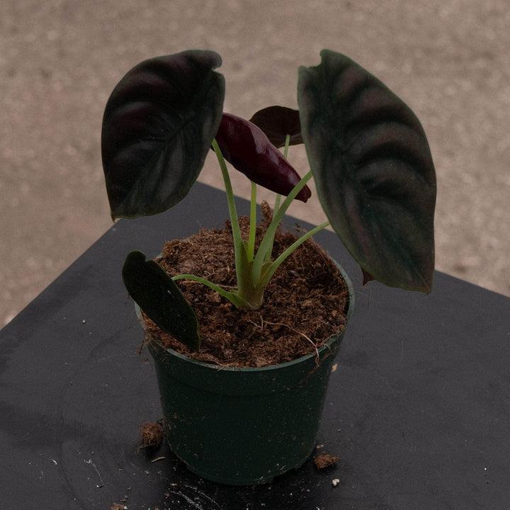 Gabriella Plants Alocasia 4" Alocasia cuprea 'Red Secret'