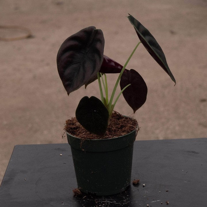 Gabriella Plants Alocasia 4" Alocasia cuprea 'Red Secret'