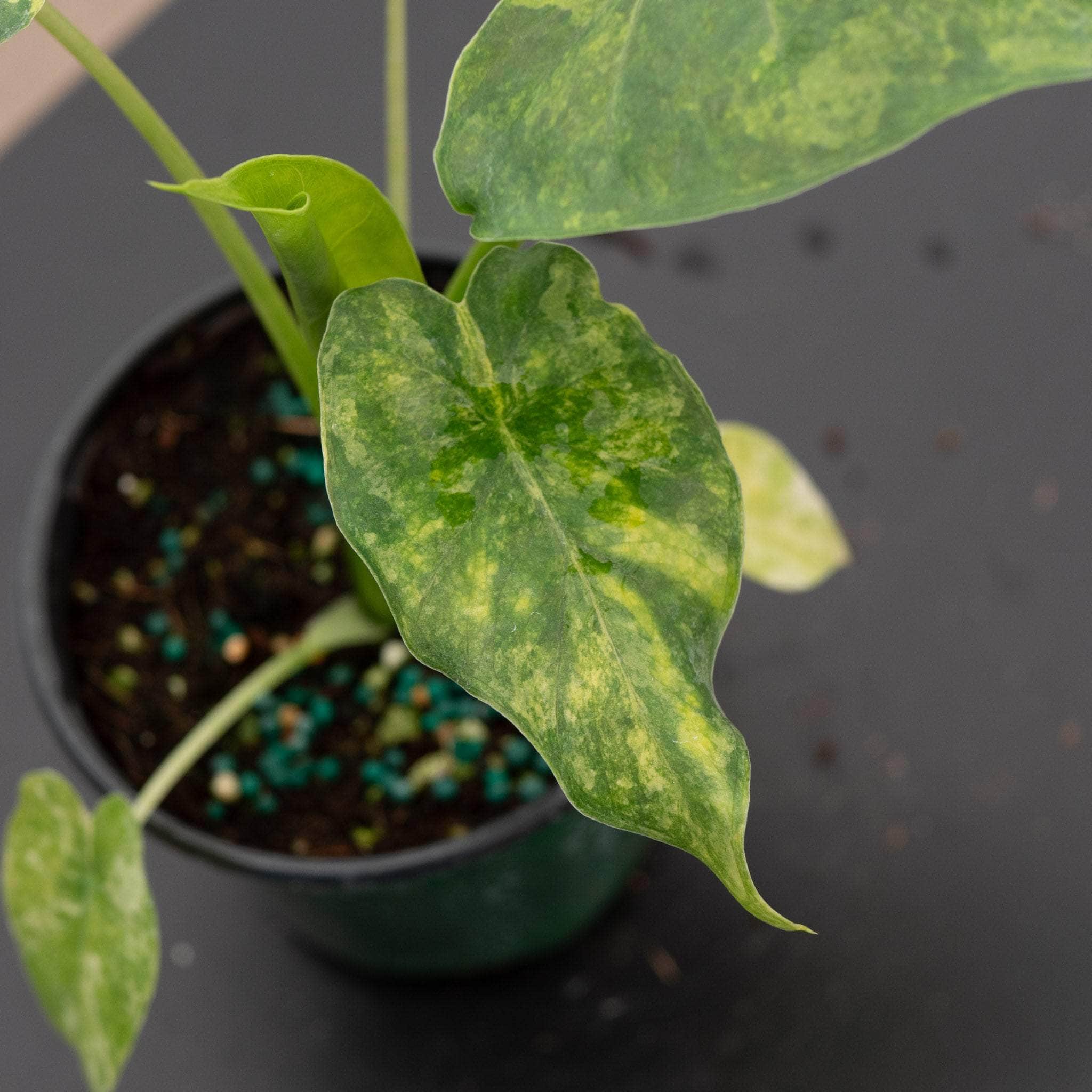 Alocasia gageana aurea variegated - Gabriella Plants