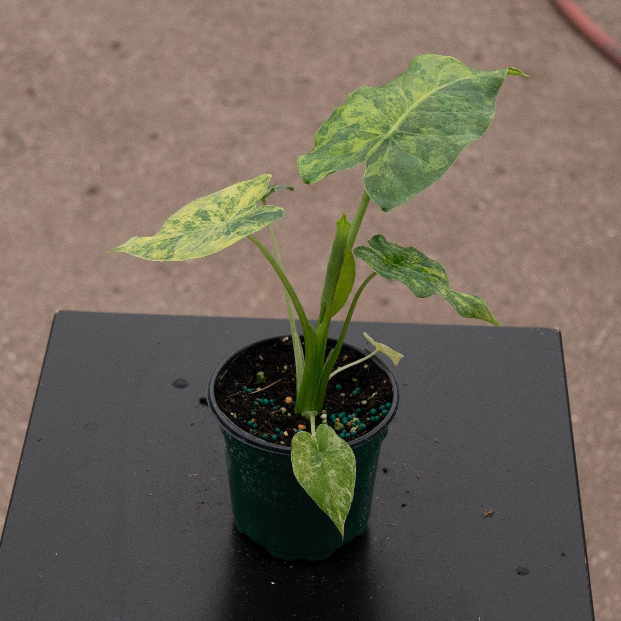 Alocasia gageana aurea variegated - Gabriella Plants