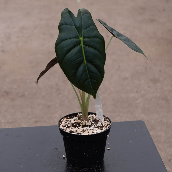 Gabriella Plants Alocasia 4" Alocasia 'Golden Bone'