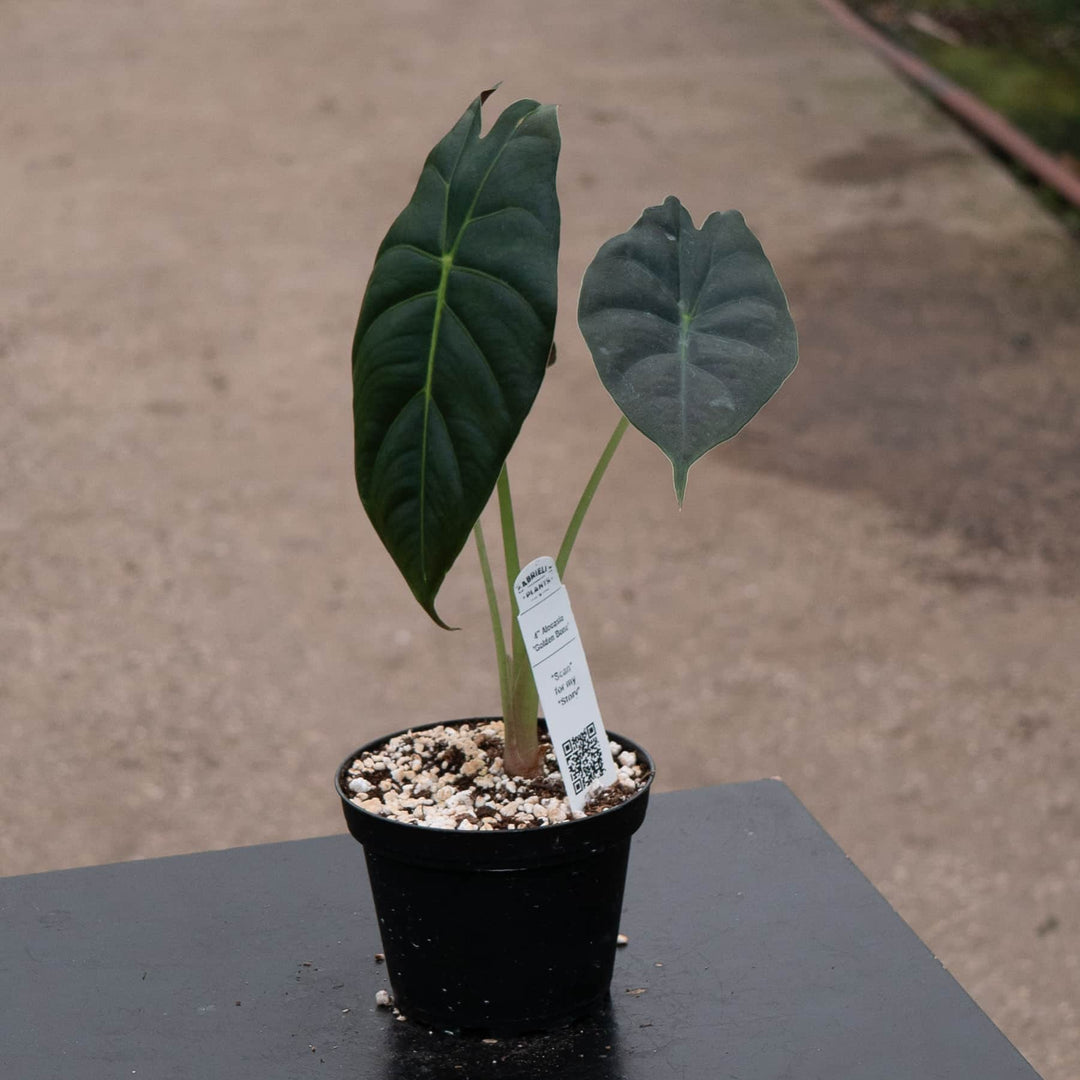 Gabriella Plants Alocasia 4" Alocasia 'Golden Bone'