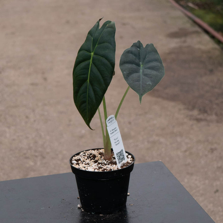 Gabriella Plants Alocasia 4" Alocasia 'Golden Bone'