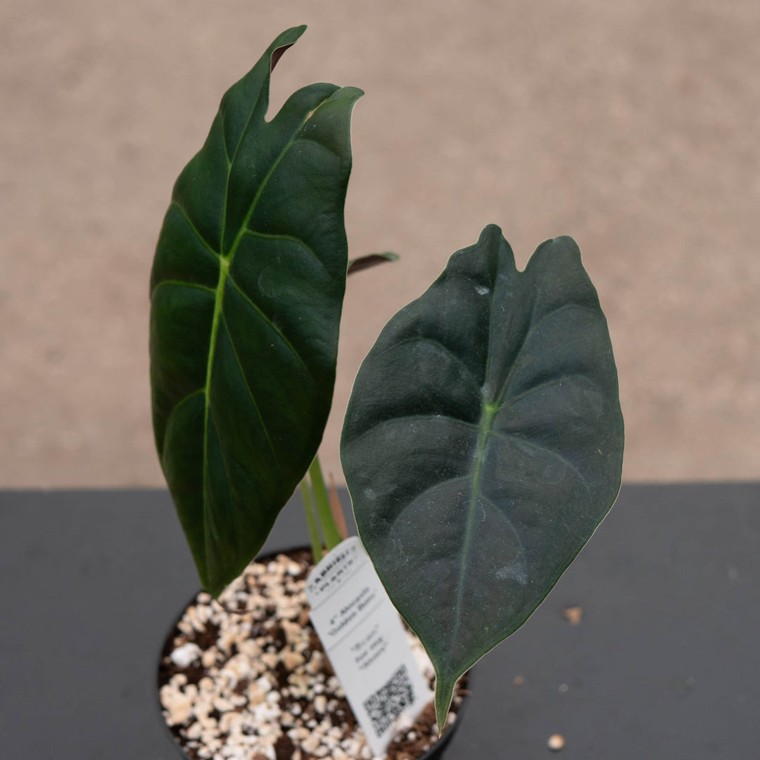 Gabriella Plants Alocasia 4" Alocasia 'Golden Bone'